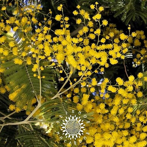     (. Acacia retinodes) 10  Green Legacy   -     , -, 