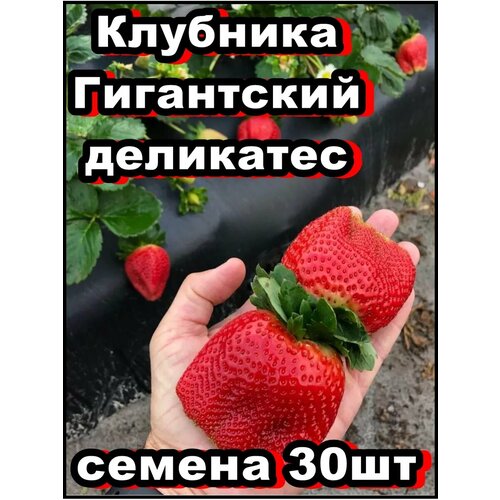 ���� ������ �������� ���������� ��������� 30��, ������ �� 334 ���