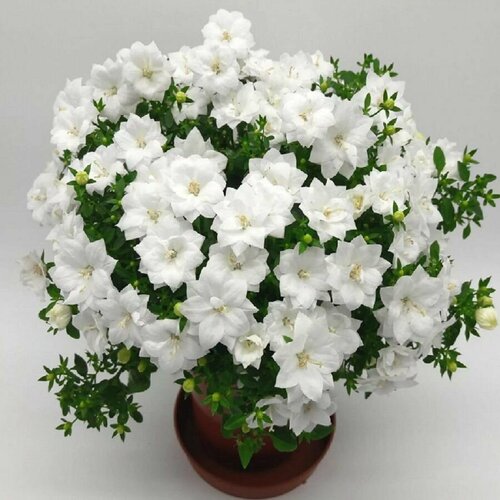 ���� ��������� �������, �������� ����, �����, ������, ������ �� 483 ���