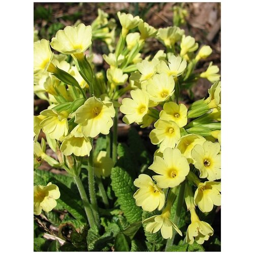      (Primula elatior), 20 ,   400 