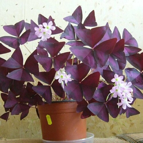 ���� ������� ���������� 3 ������, ������ �� 1000 ���