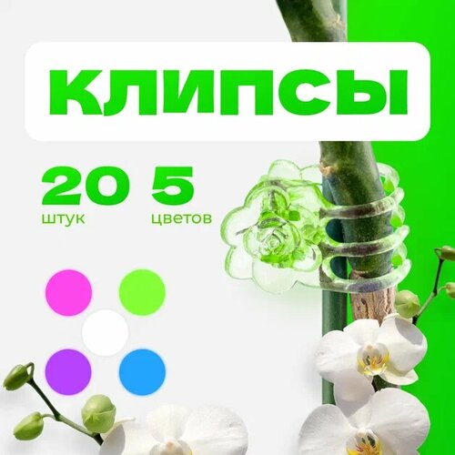 ���� ������ ��� ������� 