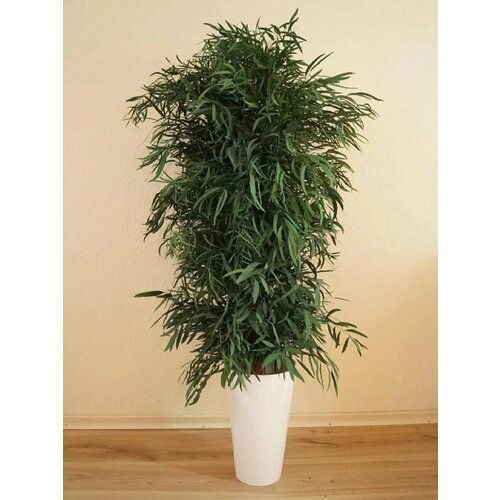 ���� �������� ���������, ������, ������ �� 420 ���