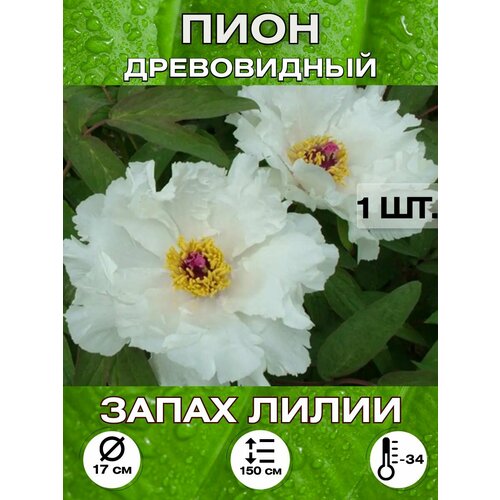 ���� ���� ����� �����, ���������, ������ �� 650 ���