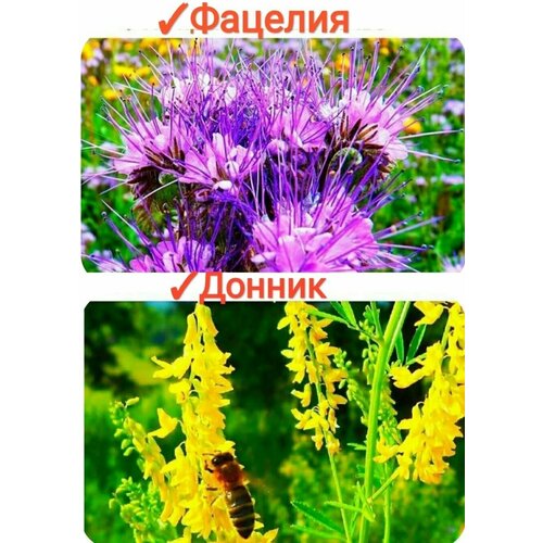 ���� ����� ���������� �����/����/���������, 100�� (������+�������), �������� ������ � ������, 100% ���������, premium, ������ �� 675 ���