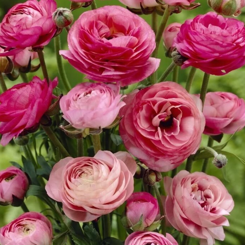 ���� �������� ������ , ������ , �������� ���������� PINK ( 10 �� ), ������ �� 503 ���