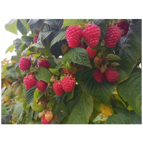 ���� ����� - 2�� ������ ������������. �������., ������ �� 1198 ���