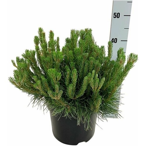 ���� �������� ����� ������ ������� 883882 C5 H50-60, ������ �� 4299 ���