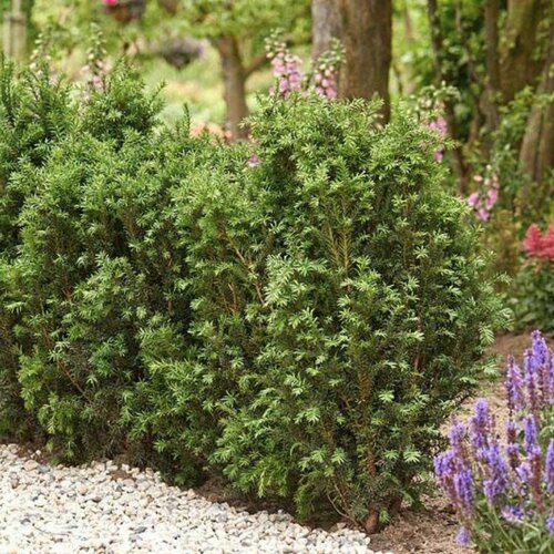 ���� ��� ������� ������� ���� (Szkolka roslin A.M (������)), 1 ������� � ������ 15-20 ��, ������ �� 1700 ���