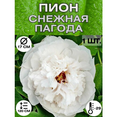 ���� ���� �����������, ������ ������� ��� �������, ������ �� 650 ���