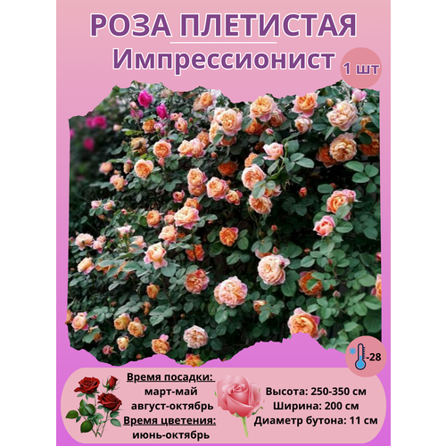 ���� ���� ��������� �������������, ����������� �����, ������ �� 450 ���