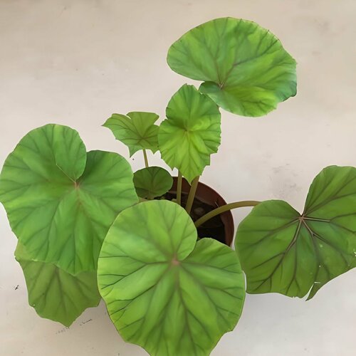   , Begonia Sericoneura, , ,   413 