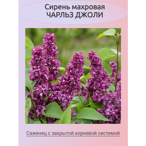 ���� ������ �������� ������ ����� (�������), ������ �� 789 ���