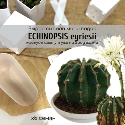    ,       . Echinopsis eyriesii    ,   340 