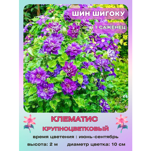 ���� �������� ��� ������, ������ �� 800 ���