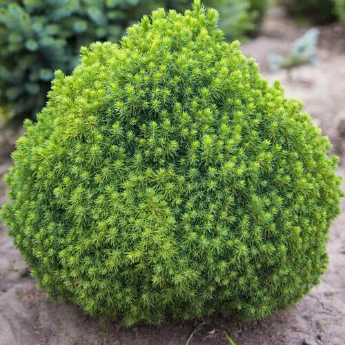      (Szkolka roslin A.M ()), 1    15-20 ,   1537 