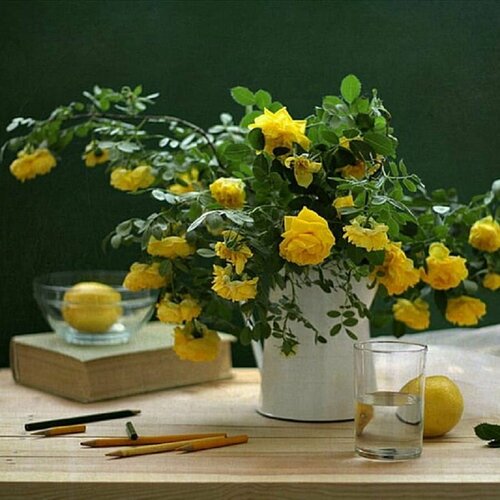 ���� ���� ��������, Rose Xanthina, ��������� ������� ����, ������, ������ �� 436 ���