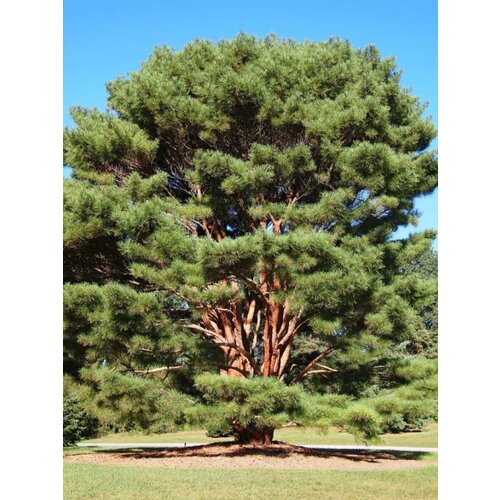     ( ) / Pinus densiflora, 15 ,   387 