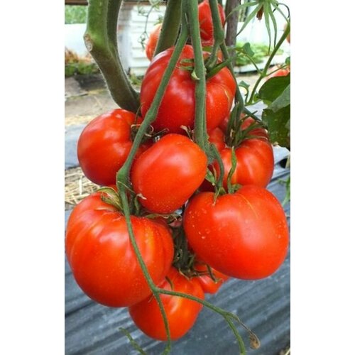      (Kangaroo Heart) / Seeds And Goods /   zip-lock   10 ,   249 