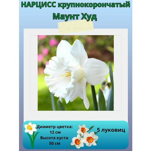 ���� ������� ����� ���, ����������� �����, �������� ��� ������� 5 ��, ������ �� 450 ���