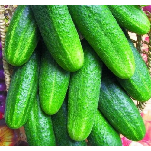 ���� ������ �������� F1 0,3� ������ (�. �. �), ������ �� 30 ���