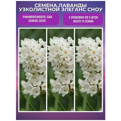      3   5 , PanAmerican Seed, ,   373 