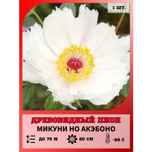 ���� ���� ����������� ������ �� ��������, ������� 1 �����, ������ �� 650 ���