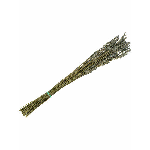 ���� �������� ����� ���� ����� 