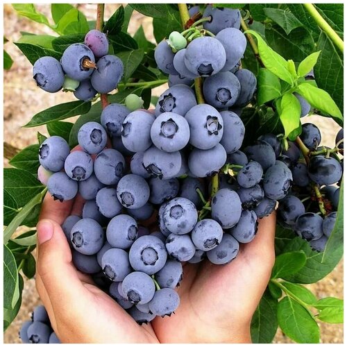 ���� ������� �������� ������� 3� ����� (���) �������., ������ �� 1198 ���