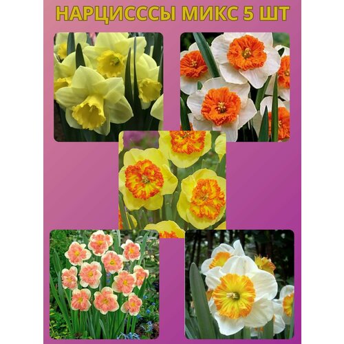 ���� �������� ����������� �����, �������� 5 �� ����7, ������ �� 450 ���