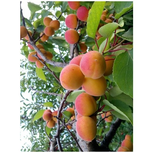     / Prunus mandschurica, 5 ,   450 