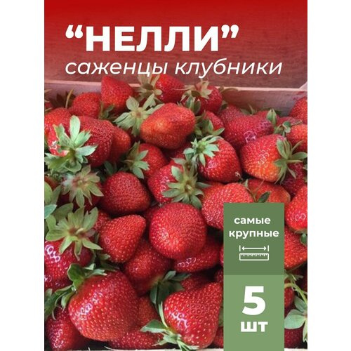 ���� �������� ����� ������������� ����� �������/��������� �������� 5 ��, ������ �� 799 ���