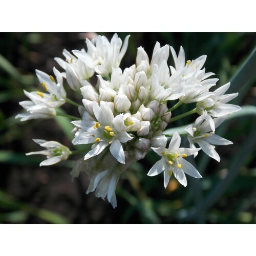    -  (. Allium ramosum)  30,   313 