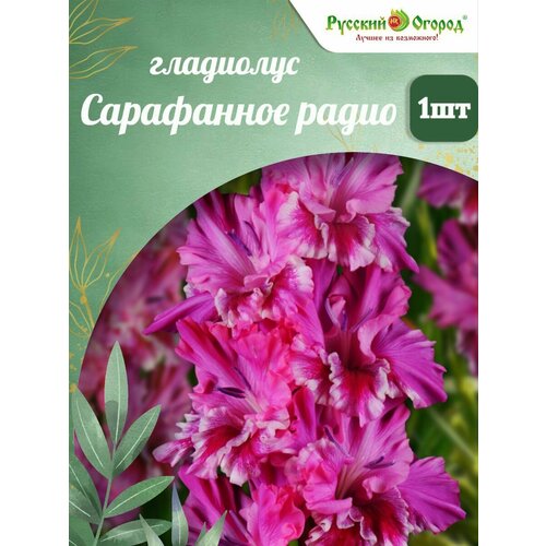 ���� �������� ���������� ������� ������ 