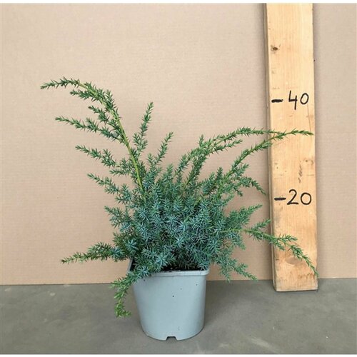 ���� ������������ ��������� 