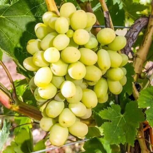 ���� �������� ����� ����� (2 ��), ������ �� 1299 ���