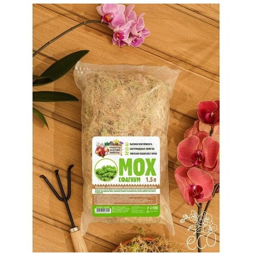 ���� ��� 