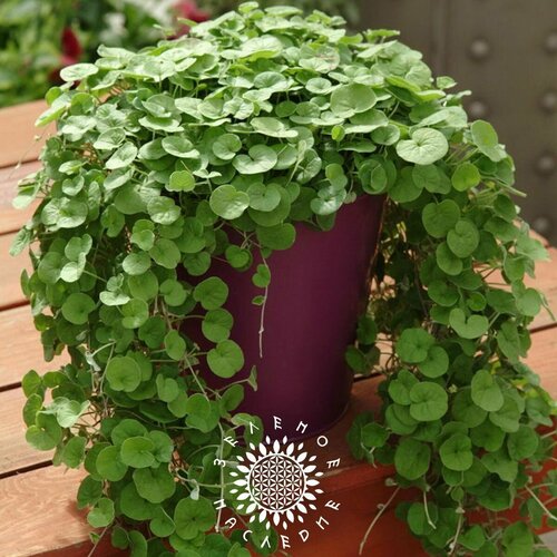     -   (. Dichondra argentea) 20,   365 