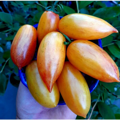 ���� ������ ����� �������� ������� (Artisan Blush Tiger) / Seeds And Goods / � �������� zip-lock ��� ���������� 15 �����, ������ �� 269 ���