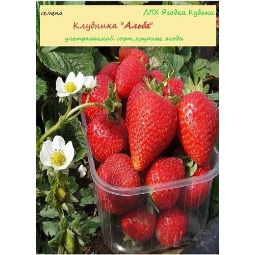 ���� �������� 