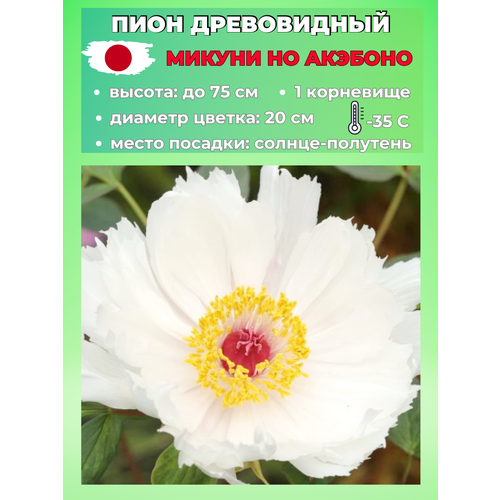 ���� ���� ����������� ������ �� ��������, ������� 1 �����, ������ �� 650 ���