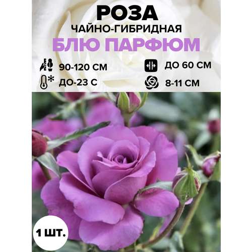 ���� ���� ��� ������ �����-��������� 1 ��., ������ �� 450 ���