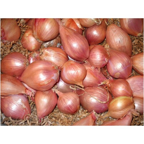 ���� ���-����� ������� / ������ 14/35 / ����� 0,5�� / ������, ������ �� 479 ���