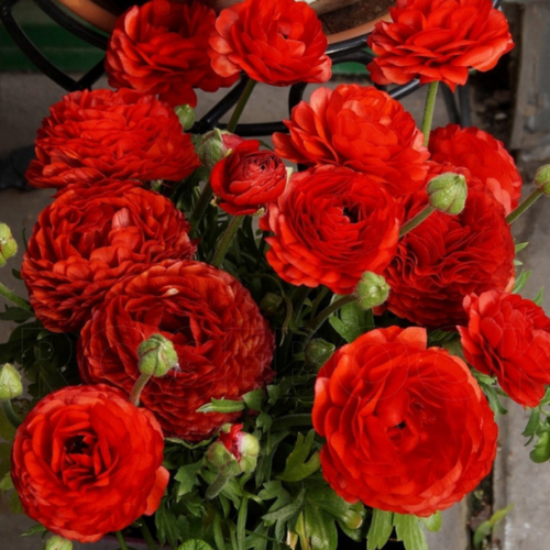 ���� �������� ������, �hipollino flowers, ���������� Red (10 �������), ������ �� 439 ���