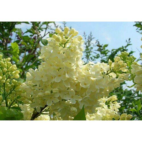 ���� ������� ������ ������������ �������� ( 2 ���� , �3,5 , 20-40 �� ), ������ �� 1597 ���