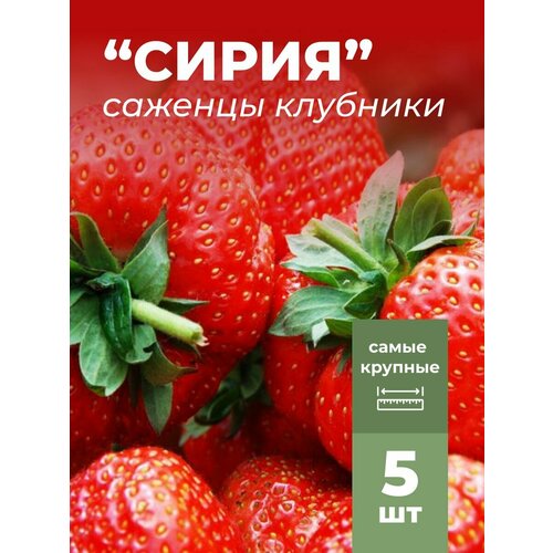 ���� �������� ����� ������������� ����� �������/��������� �������� 5 ��, ������ �� 799 ���