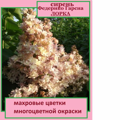 ���� ������ �������� ������ �����, ������ �� 805 ���