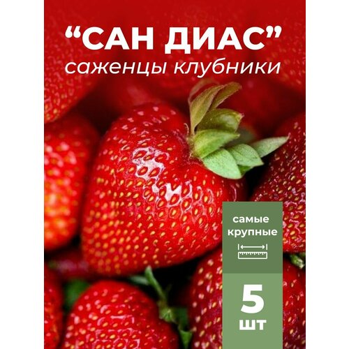 ���� �������� ����� ������������� ��� ���� �������/��������� �������� 5 ��, ������ �� 799 ���