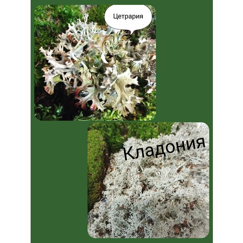 ���� 2 ���� ���. ��������+��������. �����������. ������., ������ �� 899 ���