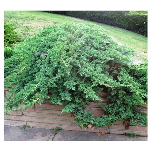 ���� ������������ ������� ����, ������ �� 1199 ���